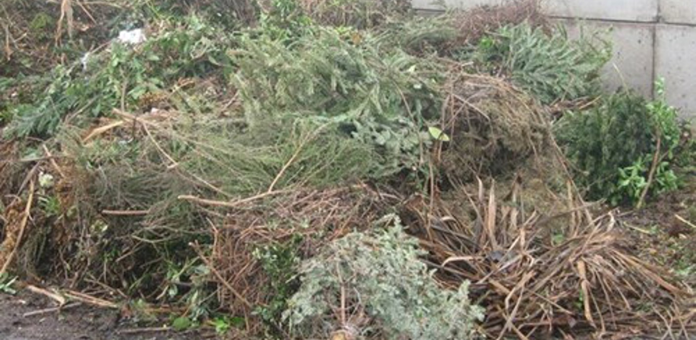 nojs Garden cuttings