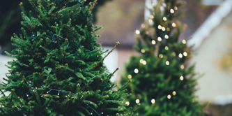 2 Christmas trees.