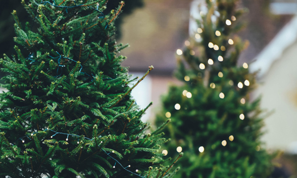 2 Christmas trees.