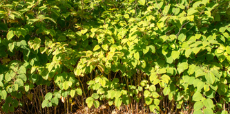 A patch of Japanese knotweed.