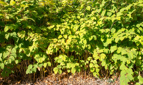 A patch of Japanese knotweed.