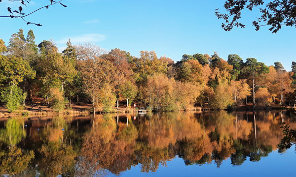 lake and woods at buchan country park