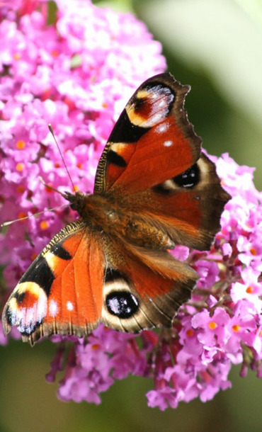 peacock butterfly