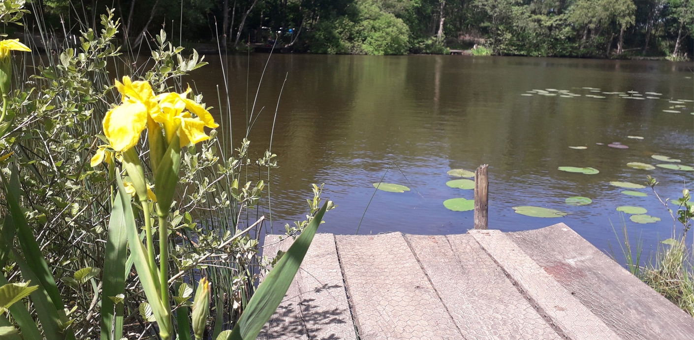 nojs view of wildflowers and a jetty the park