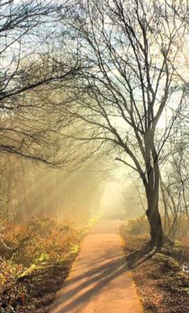 tree-lined path with the sun shining through