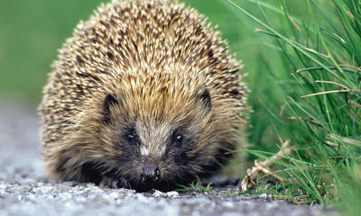 An image of a hedgehog. The photo is copyrighted to Darin Smith - Sussex Wildlife Trust.