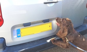 Moment of truth: sniffer dog “nose” there’s something suspicious in the van parked at the back of the Worthing shop