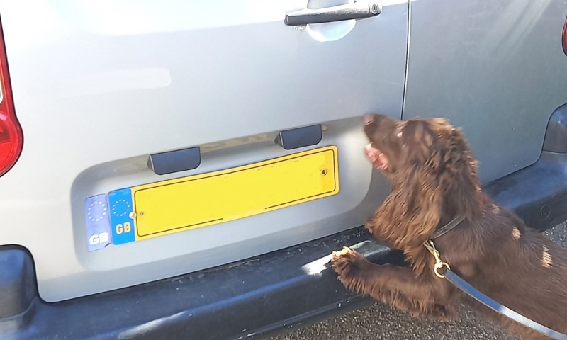 Moment of truth: sniffer dog “nose” there’s something suspicious in the van parked at the back of the Worthing shop