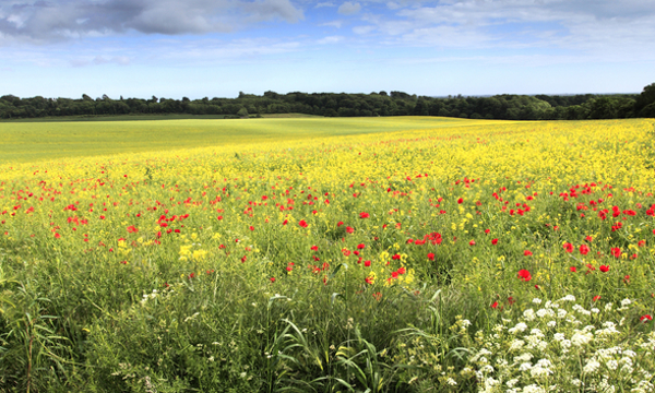 Field of wild flowers