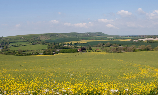 Rolling hills and wild flowers