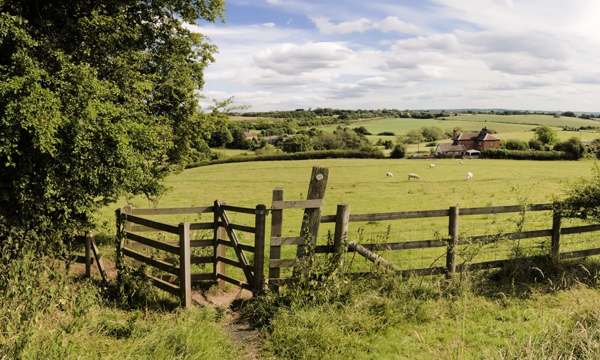 Sheep in a field