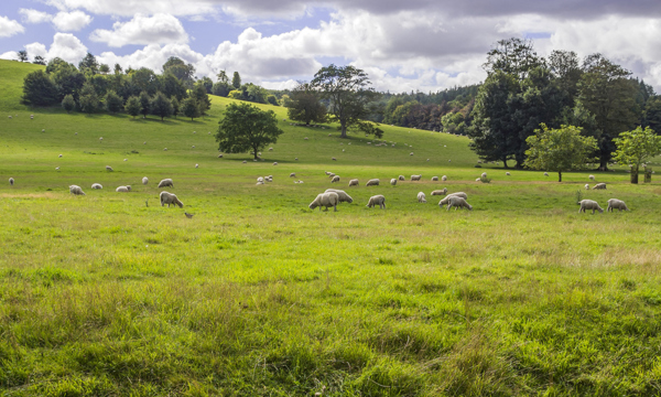 Sheep in a field