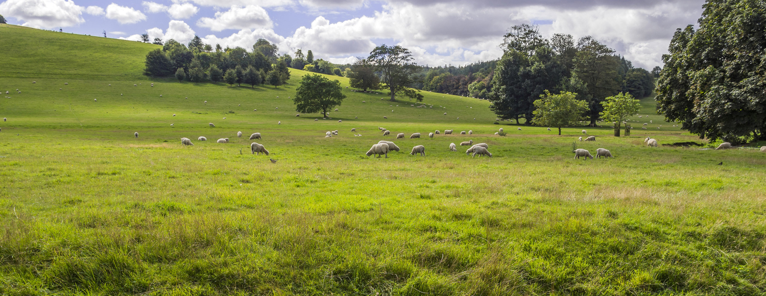 Sheep in a field