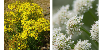 Invasive plants
