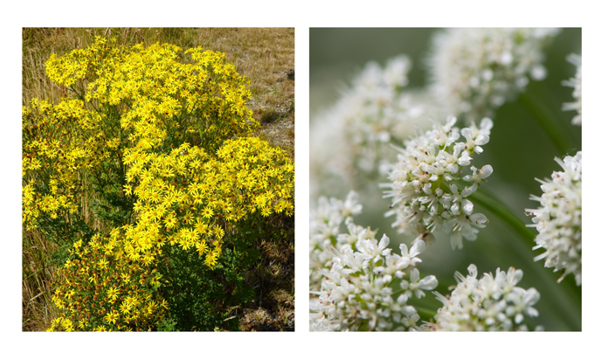 Invasive plants