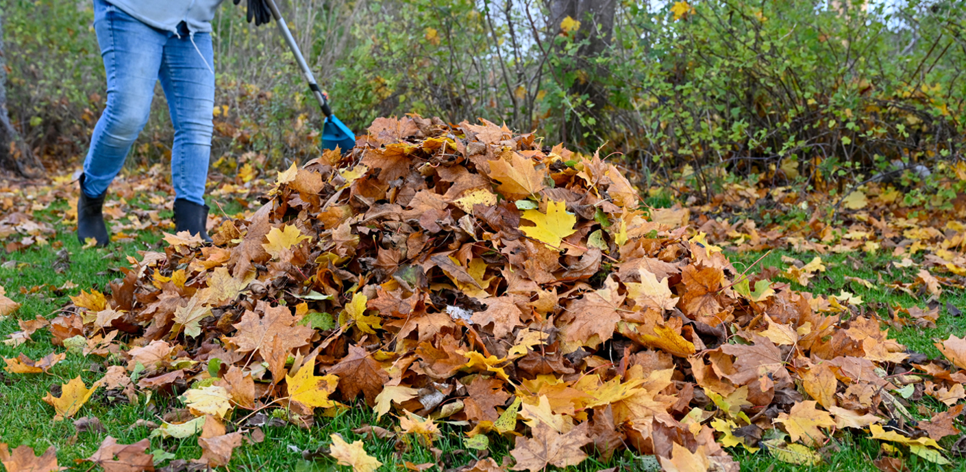 nojs Person raking leaves